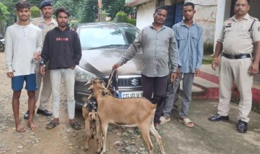 बगीचा से बकरी चोरी कर ले जाते थे अंबिकापुर बकरी चोर गिरोह को जशपुर पुलिस ने फिल्मी स्टाइल में पीछा कर पकड़ा