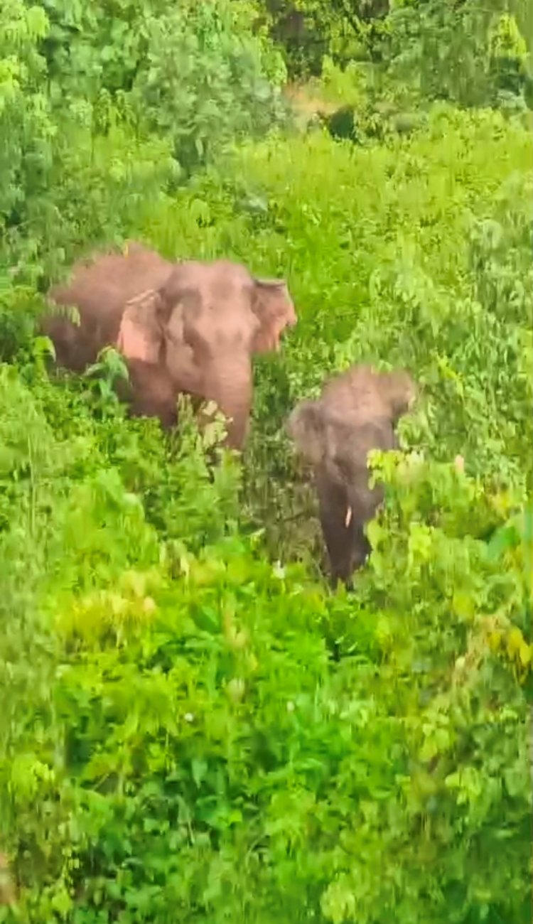 शौच के लिए जंगल गए ग्रामीण की हथनी ने ले ली जान मादा हाथी ने वन विभाग के स्कॉर्पियो वाहन पर हमला किया छतिग्रस्त