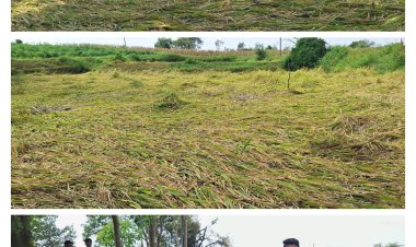 आंधी-तूफान और ओला वृष्टि ने पत्थलगांव क्षेत्र में जमकर बरपाया कहर  छतासराई में किसानों की फसलें बर्बाद, ओलावृष्टि से भारी नुकसान