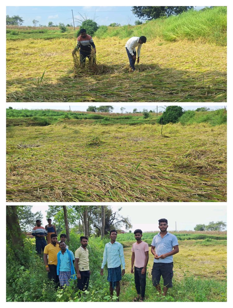 आंधी-तूफान और ओला वृष्टि ने पत्थलगांव क्षेत्र में जमकर बरपाया कहर  छतासराई में किसानों की फसलें बर्बाद, ओलावृष्टि से भारी नुकसान