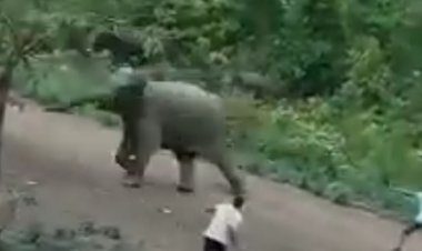 सड़क पार कर रहे ग्रामीण को झुंड से अलग होकर भटक रहे जंगली हाथी ने पैरों से कुचलकर उतारा मौत के घाट  हाथी प्रभावित जशपुर जिले में वन विभाग की लापरवाही चरम पर, जानकारी के आभाव में ग्रामीण की चली गई जान  इस समय कुनकुरी के लोटापानी जंगल में विचरण कर रहा 26 हाथियों का झुंड