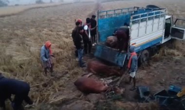 पशु तस्करों ने अपनाया तस्करी का नया तरीका  पिकअप के पिछले हिस्से में बाहर टमाटर के कैरेट की आड़ में कर रहे थे पशु तस्करी