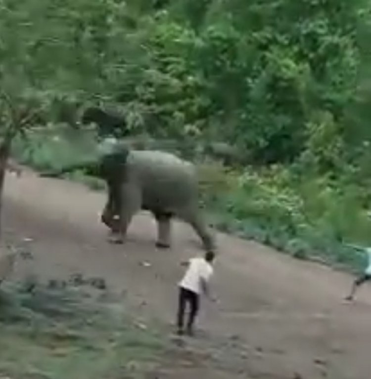 जंगल में जलावन लकड़ी लेने गई महिला की हाथी के हमले में मौत