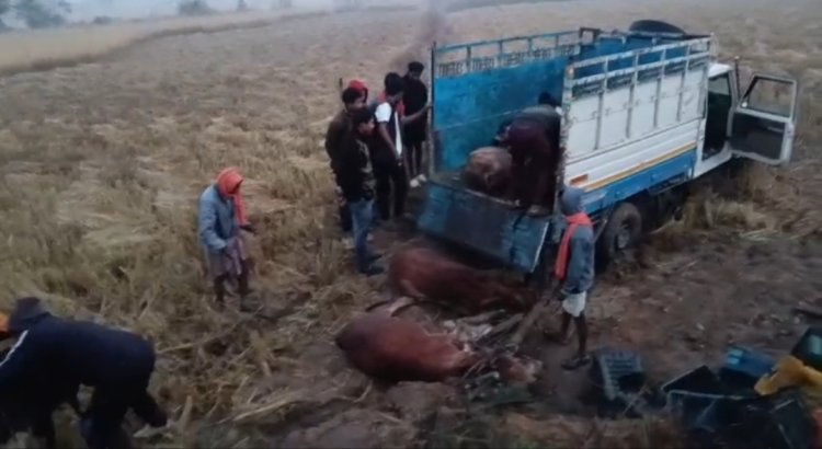 पशु तस्करों ने अपनाया तस्करी का नया तरीका  पिकअप के पिछले हिस्से में बाहर टमाटर के कैरेट की आड़ में कर रहे थे पशु तस्करी