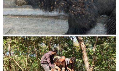 जिला मुख्यालय और आसपास के इलाके में लंबे समय से आतंक का पर्याय बनी हुई थी मादा भालू  वन विभाग की टीम ने ट्रेंकुलाइज कर भालू को पकड़ा