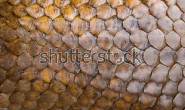 दुर्लभ और संरक्षित वन्य जीव पैंगोलिन की खाल की तस्करी, आरोपी गिरफ्तार  झारखंड और जशपुर वन विभाग की संयुक्त कार्यवाही