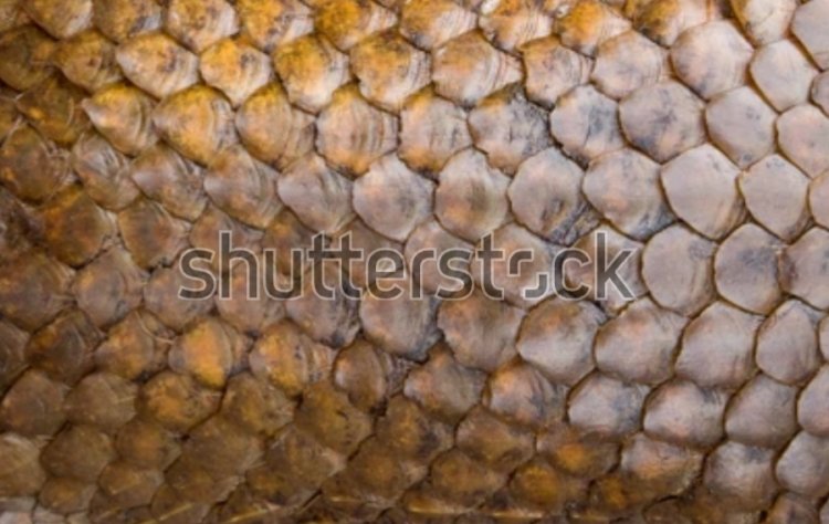 दुर्लभ और संरक्षित वन्य जीव पैंगोलिन की खाल की तस्करी, आरोपी गिरफ्तार  झारखंड और जशपुर वन विभाग की संयुक्त कार्यवाही