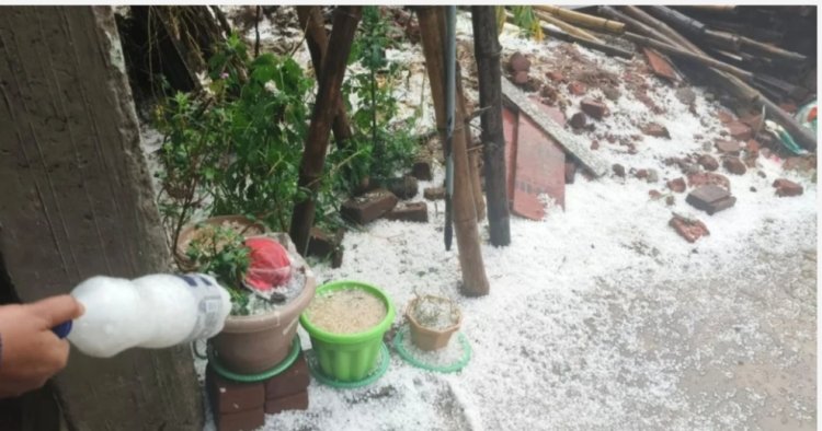 *बलरामपुर–सूरजपुर में तेज बारिश और ओलावृष्टि से फसलों को भारी नुकसान*