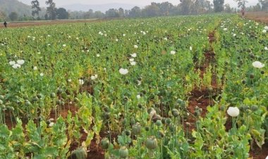 *कुसमी में 4 एकड़ जमीन पर अफीम की खेती का खुलासा: झारखंड के व्यक्ति ने लीज पर ली थी जमीन, पुलिस-प्रशासन की संयुक्त कार्रवाई*  *फूलों की खेती के नाम पर ग्रामीणों को किया गया था गुमराह*