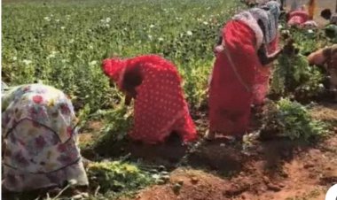 कुसमी के सरनाटोली में अफीम की अवैध खेती का भंडाफोड़, 5 हिरासत में  जशपुर जिले के रांझाडीपा इरई ग्राम पंचायत का पूर्व सरपंच जिरमल राम की निगरानी में हो रही थी अफीम की खेती