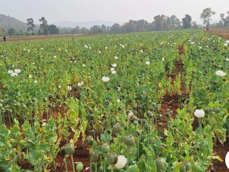 *कुसमी में 4 एकड़ जमीन पर अफीम की खेती का खुलासा: झारखंड के व्यक्ति ने लीज पर ली थी जमीन, पुलिस-प्रशासन की संयुक्त कार्रवाई*  *फूलों की खेती के नाम पर ग्रामीणों को किया गया था गुमराह*