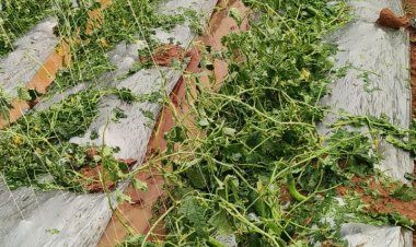 *बेमौसम बारिश एवं ओलावृष्टि से फसलों को भारी नुकसान, किसानों को, बीमा अन्तर्गत ऐड-ऑन कराने की सलाह*