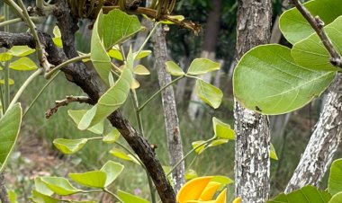 *सोगड़ा अघोर आश्रम में खिला दुर्लभ पीला पलाश, हजारों लाल फूलों के बीच बना आकर्षण का केंद्र*  *प्रकृति का अनोखा चमत्कार या जैविक बदलाव; ‘लक्ष्मण पलाश’ मानकर श्रद्धालु कर रहे पूजा*