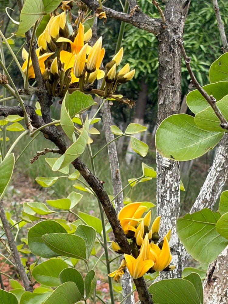 *सोगड़ा अघोर आश्रम में खिला दुर्लभ पीला पलाश, हजारों लाल फूलों के बीच बना आकर्षण का केंद्र*  *प्रकृति का अनोखा चमत्कार या जैविक बदलाव; ‘लक्ष्मण पलाश’ मानकर श्रद्धालु कर रहे पूजा*